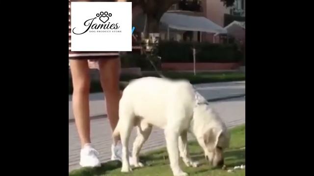 3 in 1 dog ultra sonic dog trainer смотреть онлайн