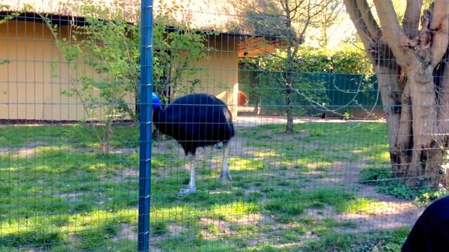 Шлемоносный казуар. Франкфуртский зоопарк. Helmkasuar. Frankfurter Zoo. смотреть онлайн