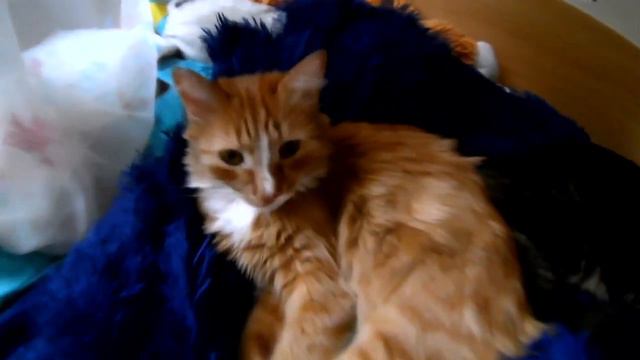 Котики спят вместе смотреть онлайн