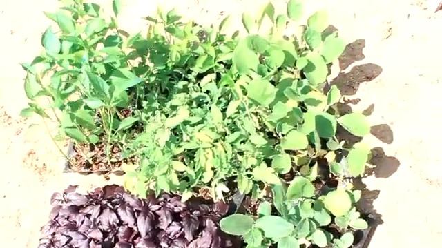 Один день на даче (сажаем органический огород).One day at the cottage (planting an organic garden) смотреть онлайн