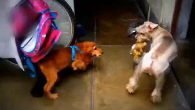 cocker spaniel ingles y schnauzer смотреть онлайн