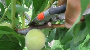 Персик. ПОЛНЫЙ ОБЗОР ПО ЛЕТНЕЙ ОБРЕЗКЕ ПЕРСИКА. По просьбе подписчиков