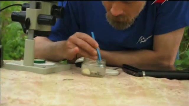 Усачи. Способы борьбы