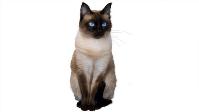 кошка смотреть онлайн