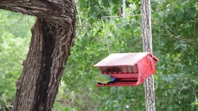 Видео фон для сайта Птицы в скворечнике смотреть онлайн