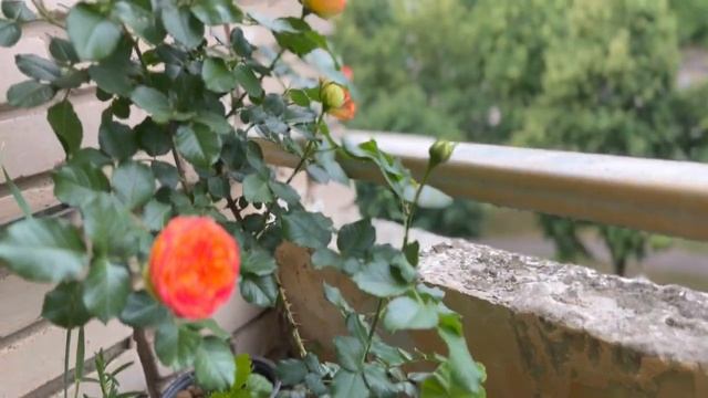 Цветение розы Вулканика. САМАЯ НАДЁЖНАЯ РОЗА #доброеутро #набалконе смотреть онлайн