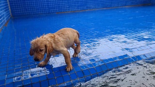 Golden Retriever The first time the Golden Retriever dog saw the ducks смотреть онлайн
