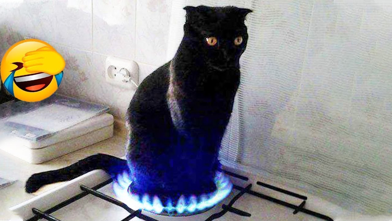 Я РЖАЛ ЦЕЛЫЙ ЧАС?ПОДБОРКА СМЕШНЫХ КОТОВ И СОБАК ДЛЯ ХОРОШЕГО НАСТРОЕНИЯ? #20 смотреть онлайн