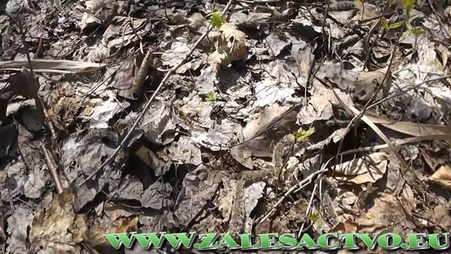 Aprílové Smrže - Verpa Bohemica смотреть онлайн