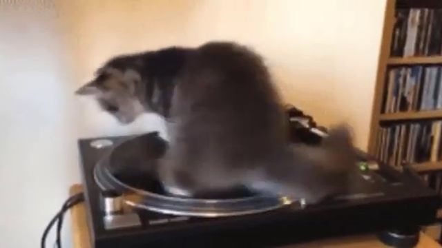 10 часов кот крутится на пластинке смотреть онлайн