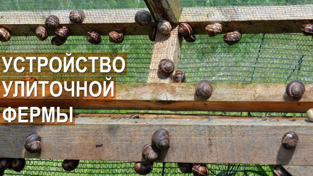Улиточная ферма Сергея Балаева. Устройство улиточной фермы. Брудер для улиток. смотреть онлайн