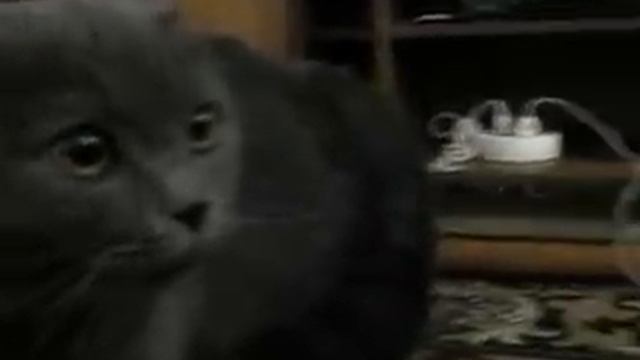 Кот ругается на моего парня.avi смотреть онлайн