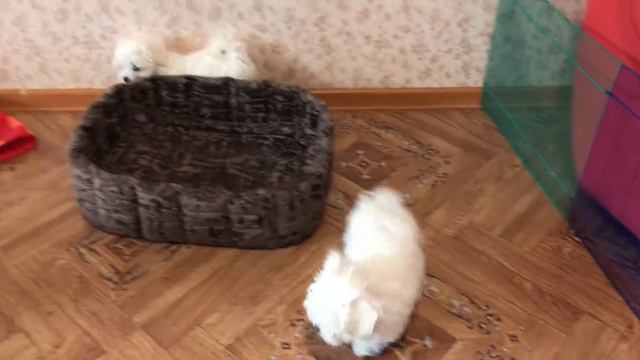 Мальтезе. Питомник Белый Шелк смотреть онлайн