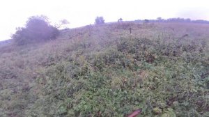 утренняя охота на коростель.