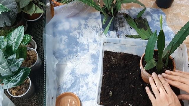 Эпифиллум. Пересадка. Размножение. Уход. Полив.