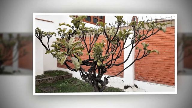 Перуанская дача