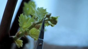 Когда начинать проращивать черенки винограда,январь?февраль?март??