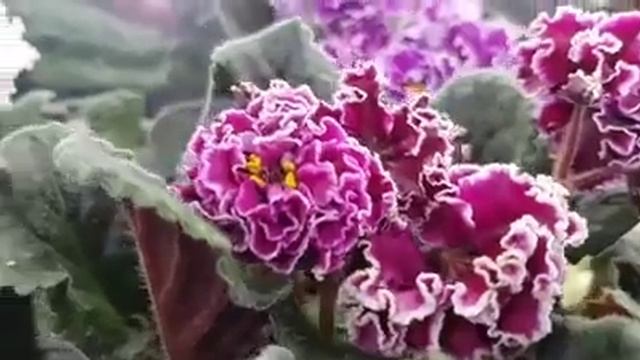 Выставка фиалок Харьков виртуально смотреть онлайн