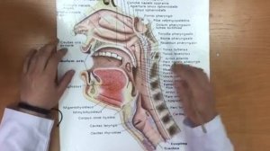 Глотка .Анатомия