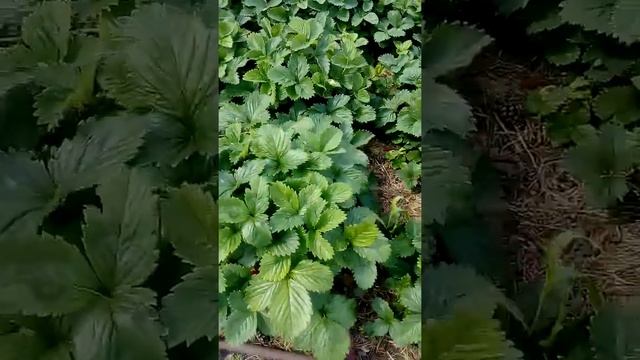 Экскурсия по даче 4 июля 2017г. смотреть онлайн
