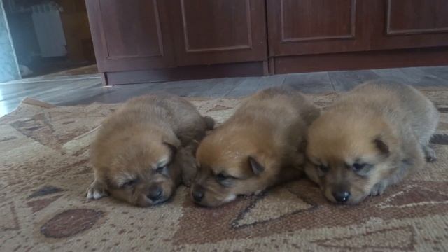 Щенки с Вестой 2023. Карело-финская(Карельская) лайка. смотреть онлайн