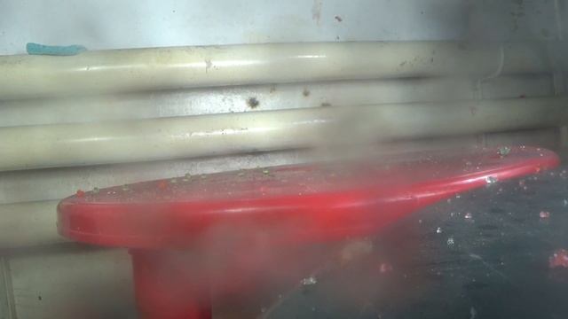 Эксперимент: Орбизы vs петарды! Орбизы с алиэкспресс, как вырастить? смотреть онлайн