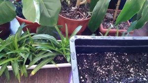 Посев ночной красавицы