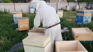 Устанавливаю вторые корпуса в разрез с магазином на улья дадан