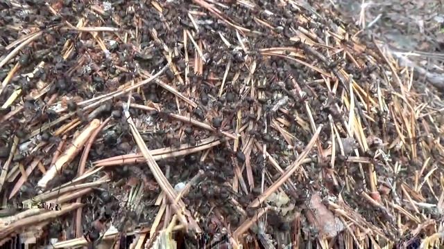 Муравейник. Лесные муравьи работяги смотреть онлайн