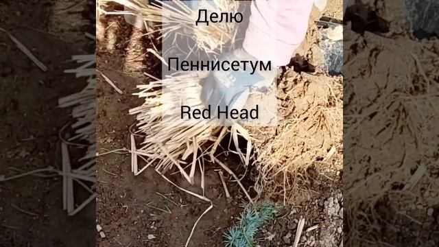 Как делить злаки? Делю пеннисетум Red Head весной! Злаки в саду. смотреть онлайн