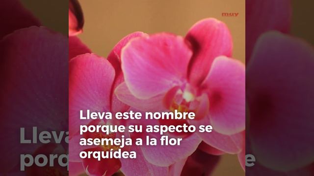 La mantis orquídea, reina del mimetismo смотреть онлайн