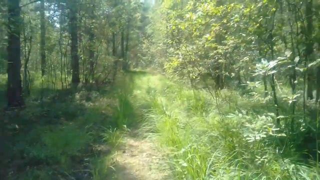 Мещерский лес, пруд. Насобирала черники). смотреть онлайн