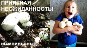 ★Как вырастить шампиньоны В ОГОРОДЕ ★ Вырастили ШАМПИНЬОНЫ в саду!