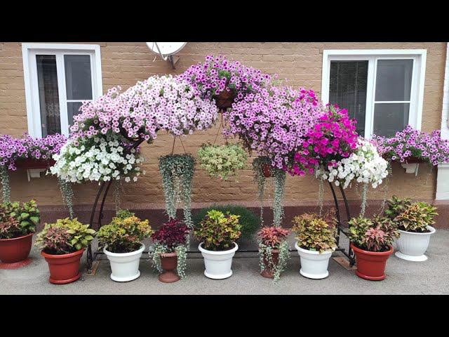 Колеусы на солнцепеке. Что с ними стало. Жара свыше 40.Мой эксперимент. Где посадить колеусы летом. смотреть онлайн