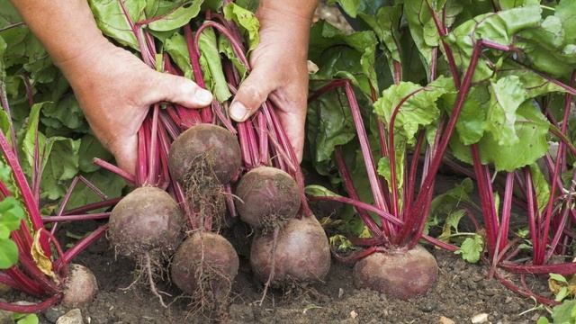 20 фактов о свекле смотреть онлайн