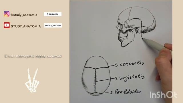 Анатомия человека: швы черепа. Повтори за 1 минуту. Анатомия суставов. смотреть онлайн