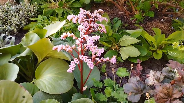 Вся весна в одном ролике. Весна на моей любимой даче 2023г. смотреть онлайн