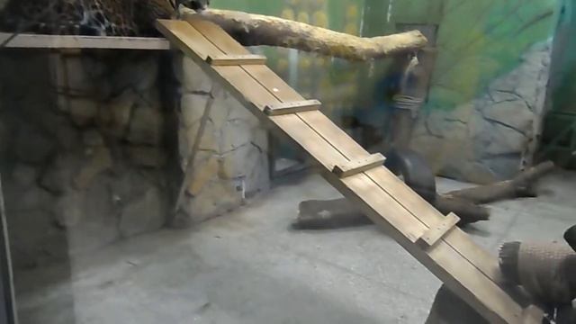 Ягуар Аргон пытается очаровать прекрасную Анту смотреть онлайн