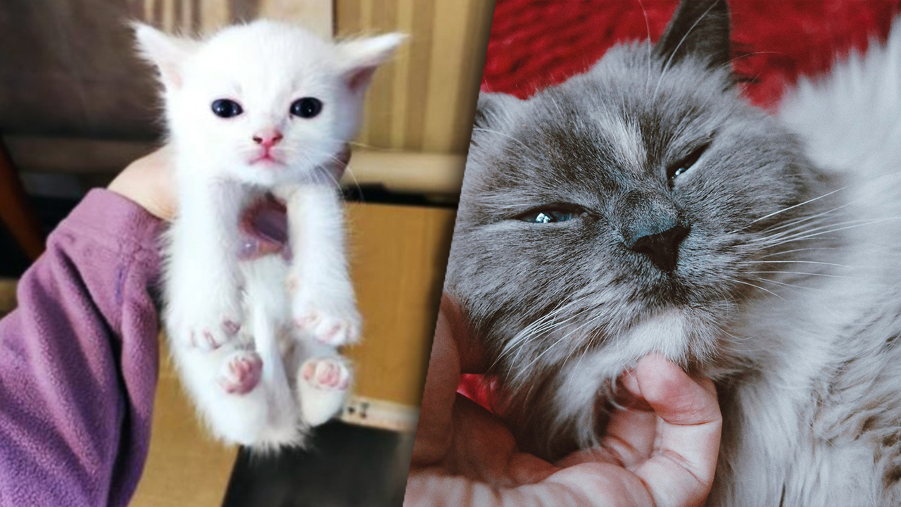 Истощённая беременная кошка плакала в подвале, зовя на помощь… смотреть онлайн