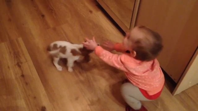 Кавалер Кинг Чарльз спаниель в продаже есть щеночки❤️ смотреть онлайн