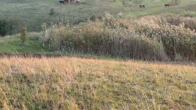 Быки в электропастухе смотреть онлайн