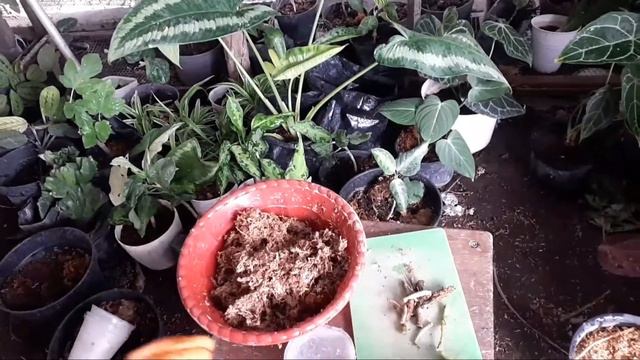 How to save Aglaonema pictum tricolor plants had damaged смотреть онлайн