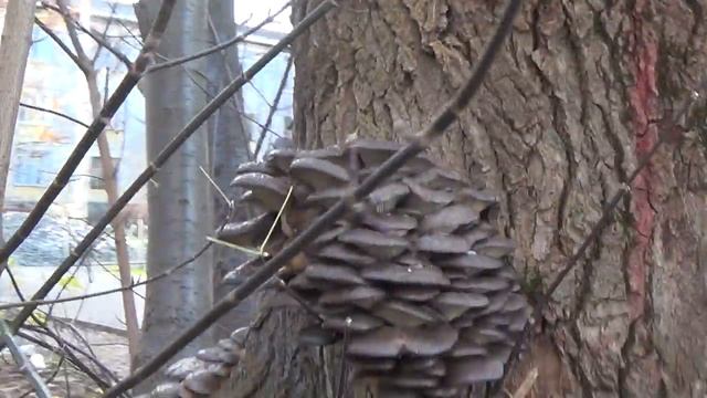 Миллиард вешенок на одном дереве! Тихая охота. смотреть онлайн