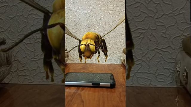 Giant Bee.mp4