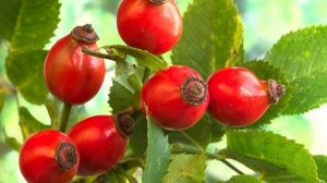 Шиповник. Свойства шиповника и как легко заварить