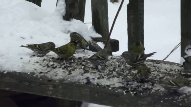 Чиж птица смотреть онлайн