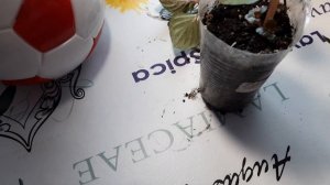 КАК ПРАВИЛЬНО ПРИЩИПЫВАТЬ БАЛЬЗАМИН.НЕ УПУСТИТЕ ОБЯЗАТЕЛЬНУЮ ПРИЩИПКУ.