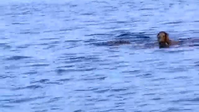 Амур плавает смотреть онлайн