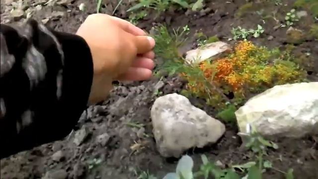 Где сажать можжевельник. Правильно выбираем место. Часть 1. смотреть онлайн