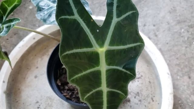 ALOCASIA | How I care for ALOCASIAS | Alocasia Care Tips смотреть онлайн
